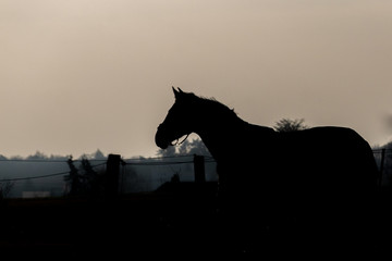 silhoutte of a horse against a foggy sky