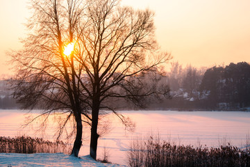 winter, frozen and snowy river in sunset light, light passes through a tree standing on the shore