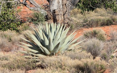 agave cactus in the desert