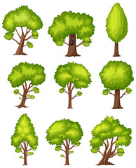 Fototapeta premium One big tree on white background