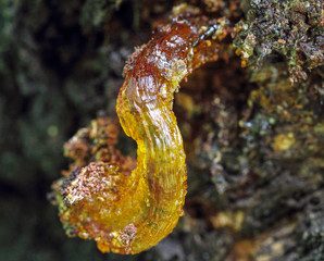 Golden yellow resin on cherry wood