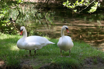 Two white swans resting by the river, in National Park Krka, Croatia. Selective focus. 