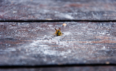 Wasp on a table covered with powdered sugar