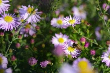 Bee on a Pink Flower surrounded by a garden of flowers