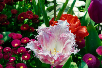 Fototapeta premium White and pink Tulip Cummins