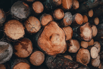 Wood and Sawmill. Large round logs harvested for construction.