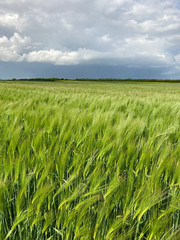 Burzowe chmury nad polem jęczmienia.