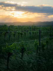Naklejka premium Sunset on a vineyard in Burgenland