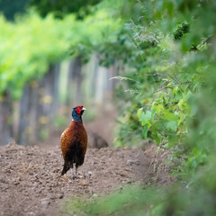 Pheasant in a vineyard in Burgenland
