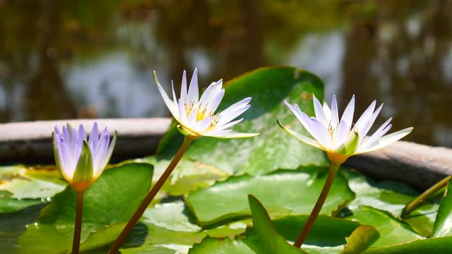 Beautiful lotus flower full bloom in lake 