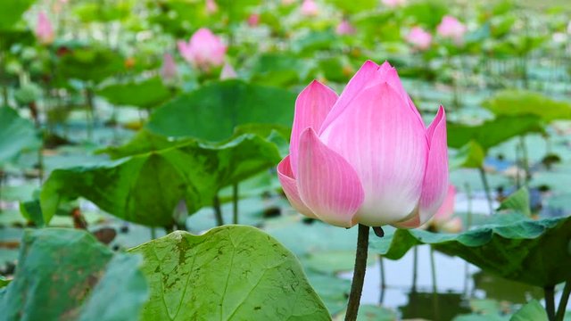 Beautiful lotus flower full bloom in lake 