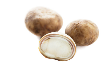 Closeup puff ball mushrooms isolated over white background - most expensive famous local seasoning mushrooms for northern Thailand region