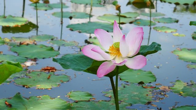 Beautiful lotus flower full bloom in lake 