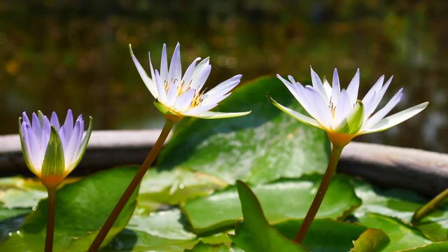 Beautiful lotus flower full bloom in lake 