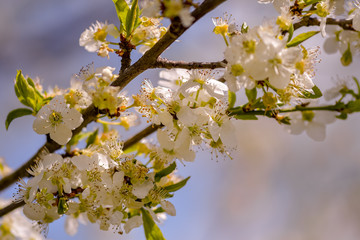 Fototapeta premium Blooming apple tree in the garden. Close-up, fashionable toning.