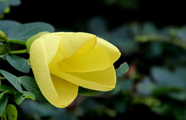 Yellow flower
