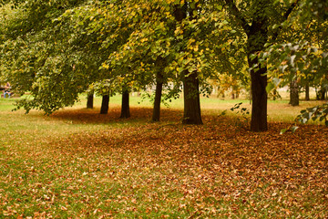Trees. autumn. summer. The leaves on the ground. Alley in the Park. Nature in the forest.