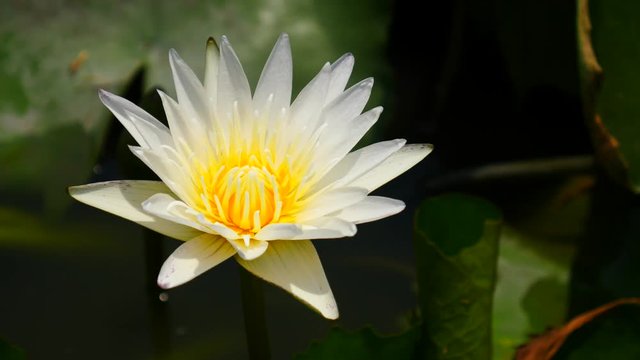 Beautiful lotus flower full bloom in lake 