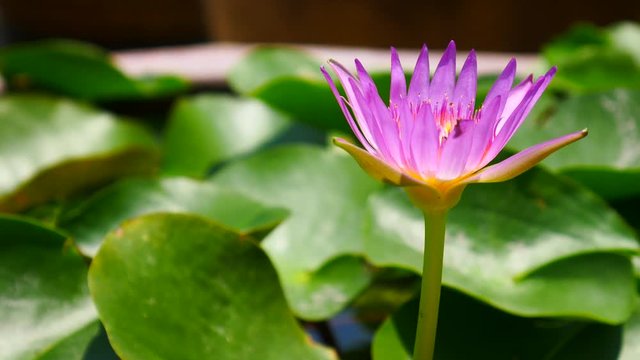Beautiful lotus flower full bloom in lake 