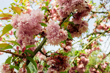 Pink flower blooming