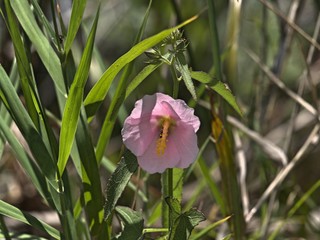 a pink hibiscus flower in the grass