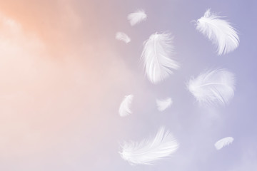 White feathers floating in the sky  pastel tone with sunlight