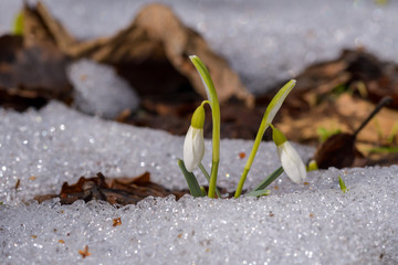 Snowdrop or common snowdrop (Galanthus nivalis) flowers