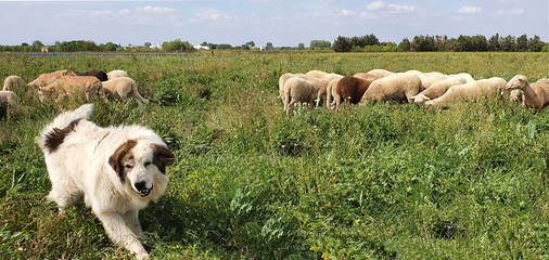 Chien berger prêt à attaquer pour protéger son troupeau de mouton face aux intrus.