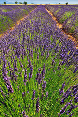 Fototapeta premium A lavender field in Provence