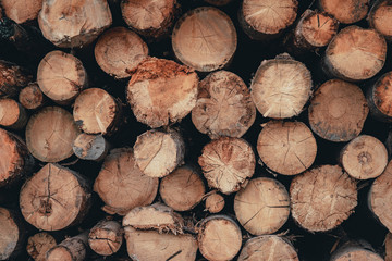 Wood and Sawmill. Large round logs harvested for construction.