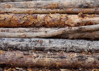 Felled trees. Trunks of pines. Logs. Woodpile. Logs at a sawmill.