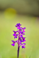 Natural hybridization between the Lady orchid (Orchis purpurea) and the Military orchid (Orchis militaris).