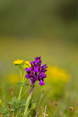 Natural hybridization between the Lady orchid (Orchis purpurea) and the Military orchid (Orchis militaris).