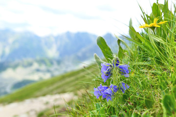 Campanula alpina bellflower