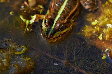 gros plan de la tête d'une grenouille dans un étang  naturel 