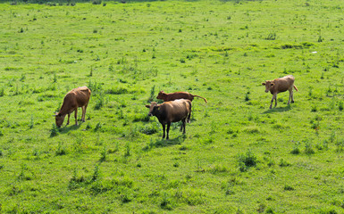 Cows on green grass. View of Kolkheti National Park. Summer, green landscape Georgia country.