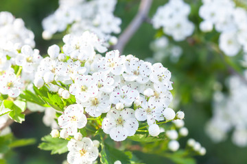 Branch of white flowers on blooming Crataegus monogyna tree