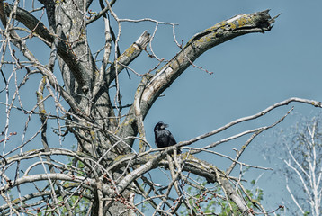 Black crow sitting on bare tree