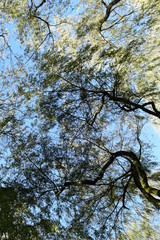 La danse des arbres © Amlie