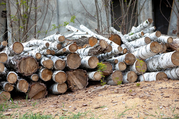 Felled trees. Trunks of pines. Logs. Woodpile. Logs at a sawmill.