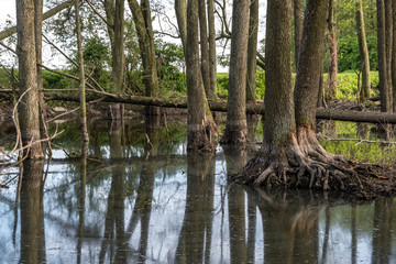tall trees forest in water of swamp