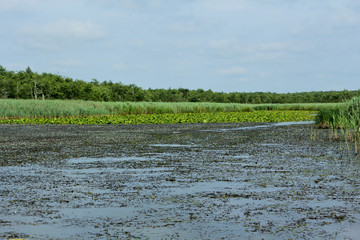 Yellow water-lily in summer of Churia river in the swamps of Kolkheti National Park. A lot of reeds. Nuphar lutea flowers. Panorama, wilderness view green landscape Georgia country.