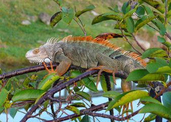 Iguana in tree