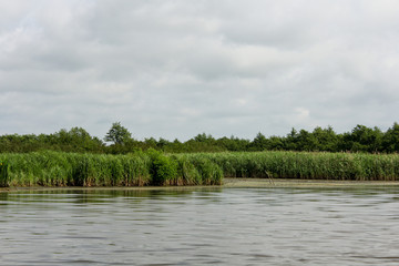 Panorama, wild view of Churia river in the swamps of Kolkheti National Park. A lot of reeds. Summer, green landscape Georgia country.
