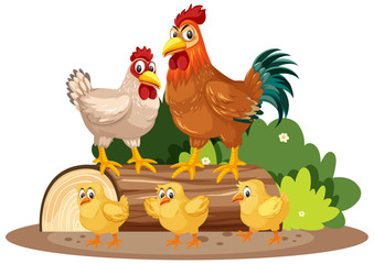 Chickens and little chicks in the park