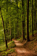 Forest walk road Pedestrian path leading to beautiful spring landscape, Banja Vrucica, Teslich , Teslic