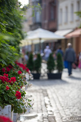 blooming pink flowers street decoration