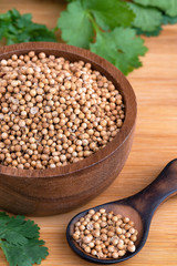 Coriander seeds, fresh coriander.Coriander seeds and leaves on a wooden background