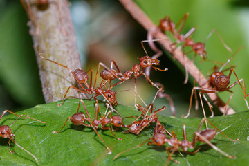 The Red Ant team is on the way. Help friends On the green leaves