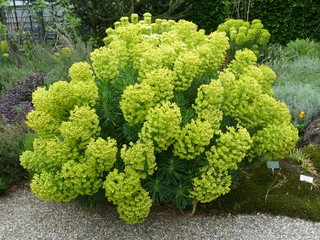 Euphorbia characias (Mediterranean spurge or Albanian spurge) is a species of flowering plant in...